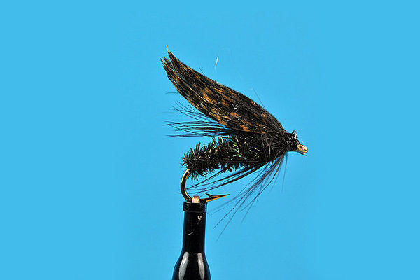 alder